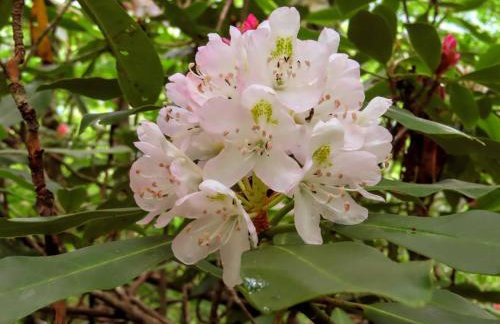Treetops Cabin easy to Asheville with fast wifi and great view - Foto 32
