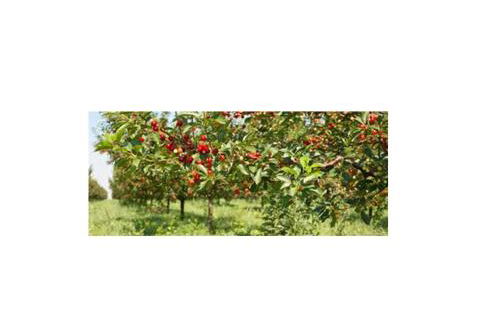 Agriturismo Fornace Certosa - Foto 49