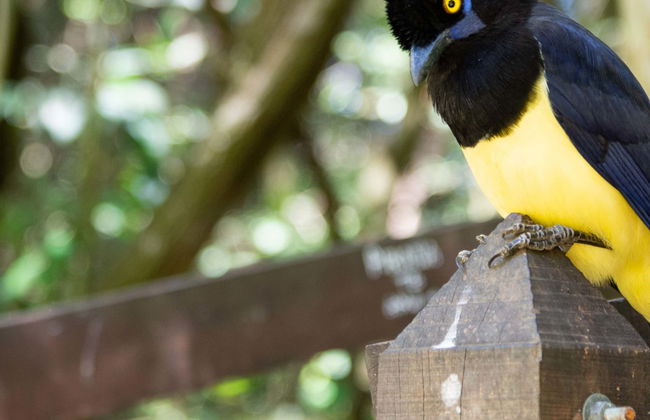 Calilegua National Park Tour - Foto 1