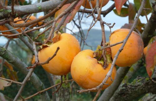 La Fortezza Alta - Foto 76