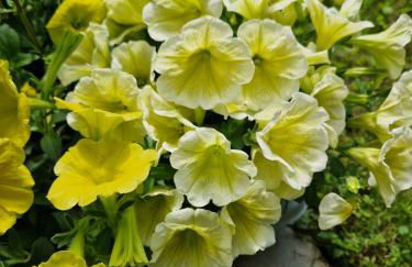 Garden & Pool Perugini - Foto 14