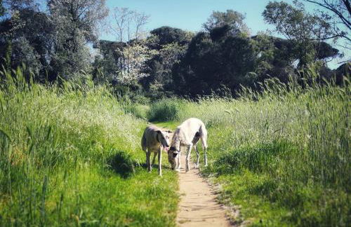 I Levrieri Venezia - Foto 37