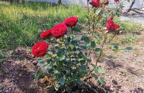 Villa Alex - Foto 60