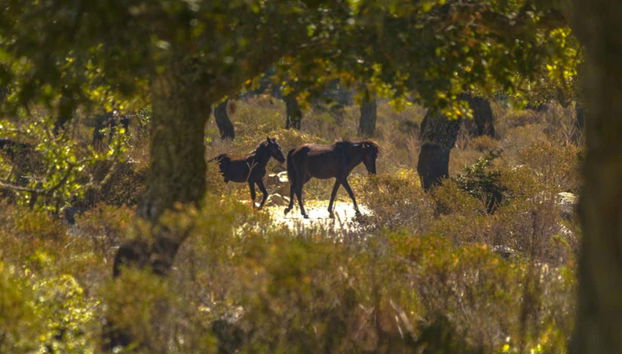 Cavalos em Giara di Gesturi
