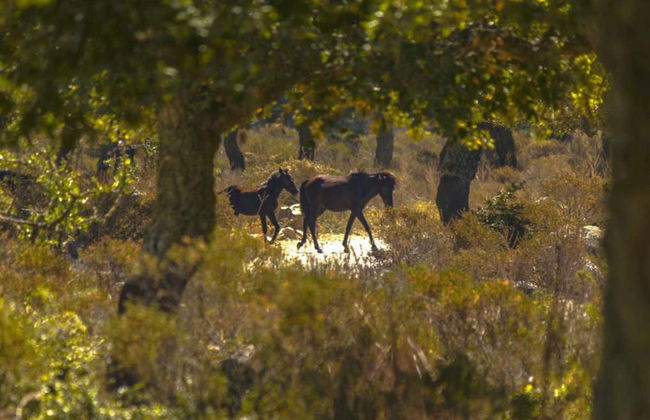 Excursión a Barumini y Giara di Gesturi - Foto 2