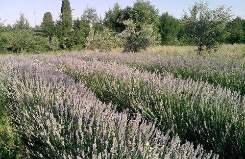 La Valeriana Farm Apartments - Foto 22