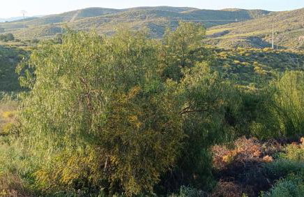 Finca La Senorita - Foto 62