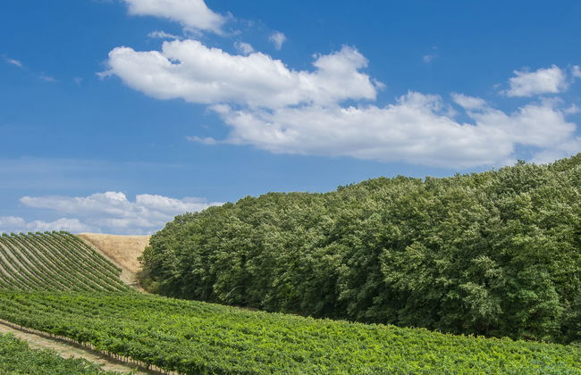 Il Sorriso - Foto 27