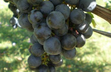 Holiday house with a swimming pool Cepic, Central Istria - Sredisnja Istra - 7404 - Foto 8