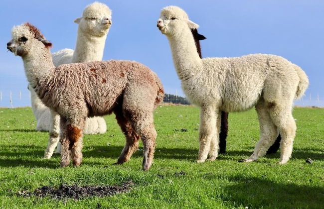 Teschemakers Resort - Foto 25