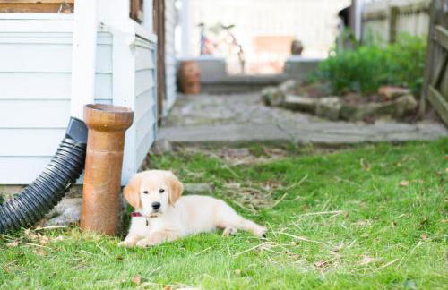 Artist Lane Cottage - Foto 2