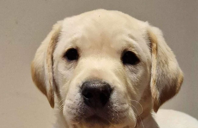 Wonderful 4 Bedroom Cottage Sleeps 8 - Foto 33