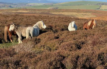 Gooseyard at Middle Farm and Cottages - Foto 18