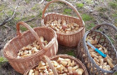 Zielony Domek z jacuzzi - Foto 47