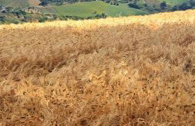 Casale Il Picchio Verde - Foto 27