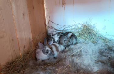 Agroturystyka nad potokiem - Foto 24