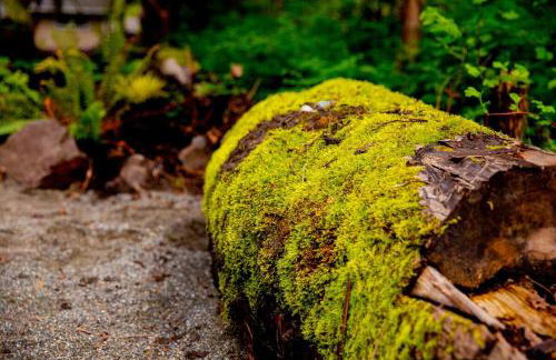 Tony's Riverside Oasis - Foto 43