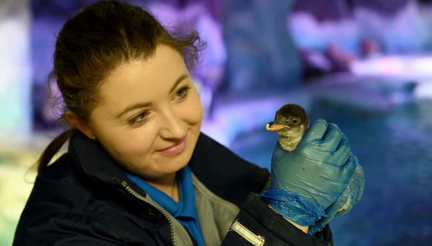 Una cuidadora del SEA LIFE® Birmingham