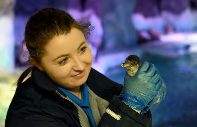 SEA LIFE® Birmingham Tickets - Photo 3