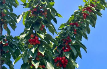 Agriturismo Re di Fiori - Foto 47