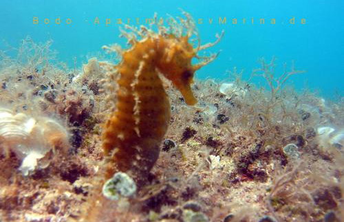 Bodo Apartment - Foto 56