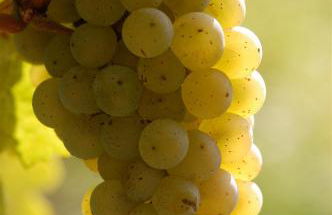 Landhaus Reverchon - Foto 22