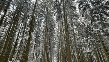Schwarzwald - Modern mit Terrasse - Foto 5