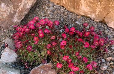 Chalet BERGSUCHT in Ruhpolding Bayern, Traumlage am sonnigen Südhang, kostenlose Parkplätze, schnelles WLAN, ruhige Sackgasse, NETFLIX inklusive - Foto 9