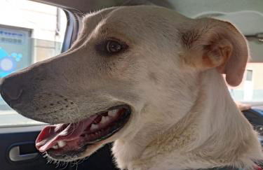 Le Petit Chateau - Foto 19