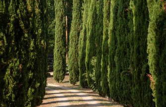 Tenuta i Lecci di Gurian Roberta Maura - Foto 35