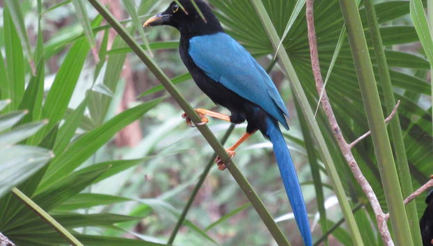 Conociendo la avifauna de la Reserva de la Biosfera Sian Ka'an