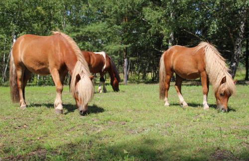 Torhaus Terra Nova - Foto 9