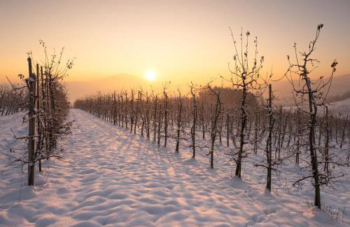 Owocowe Wzgórze - Foto 13