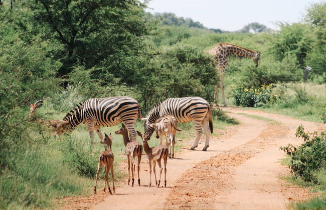 Buyskop Lodge - Foto 26
