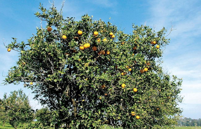 Golf Club Metaponto - Photo 31