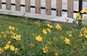 Les 3 Edelweiss - GITE 1 OU GITE 2 -maxi 10 personnes par gite- - Foto 24