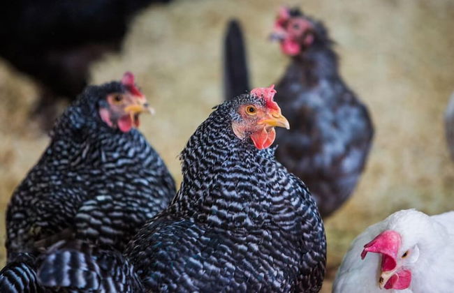 Furuheim Gard - Foto 23