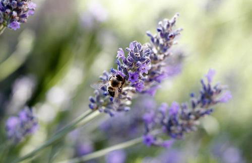 Villa Keti apartments Pool & Wellness - Photo 129