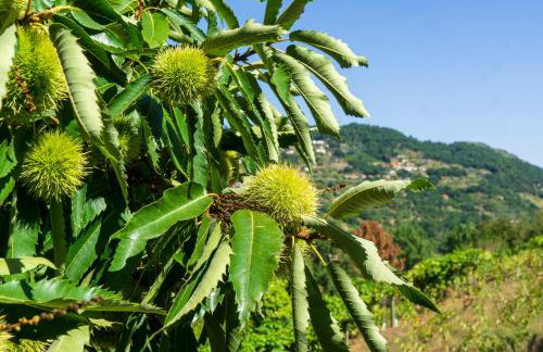Cherry Douro Hill - Foto 22