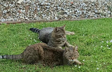 La Corte del Falco - Foto 34