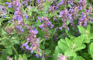 La Huberdière - Foto 20