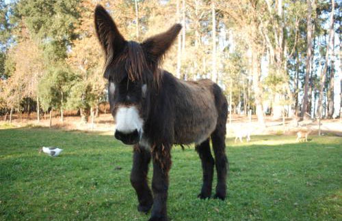 Quinta Padre Lobo - Foto 32