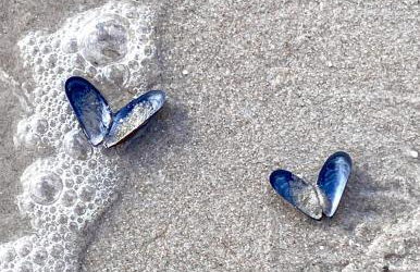 Ferienhaus Lines to Huus Strandnah nahe Heiligenhafen & Großenbrode - Foto 39