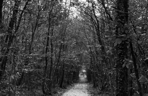 Évasion champêtre : Maison avec piscine, tennis, et étang au cœur de 50 hectares de forêt - FR-1-410-307 - Photo 32