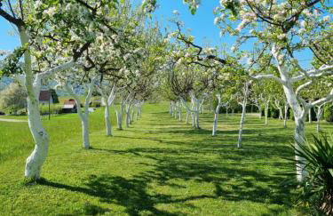 Apartment Rosandić - Foto 38