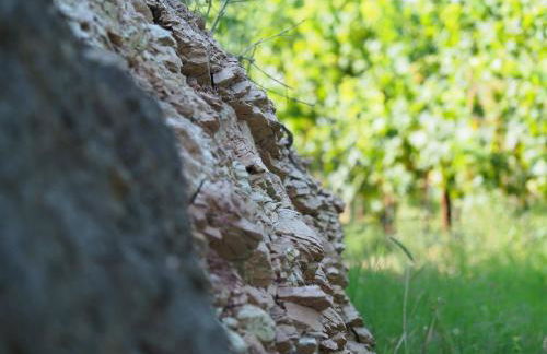 AZIENDA AGRICOLA CA' LUNGA - Foto 25