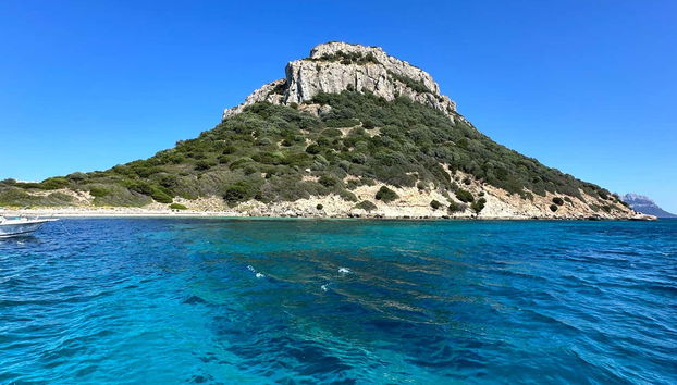 Avvistamento dei delfini sull'isola di Figarolo - Foto 5