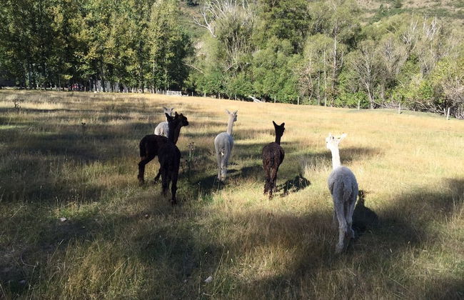 Galaxy Lounge - Foto 20