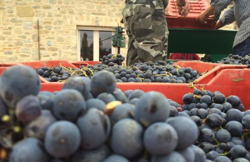 Azienda Agricola Perconti - Foto 101