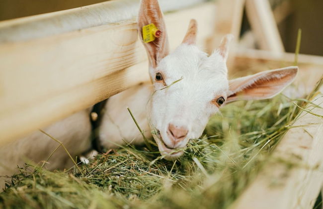 Cozy Apartment in Wenns With Garden - Foto 26